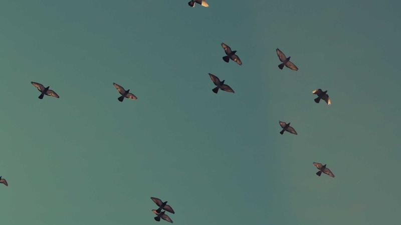 5 Easy Ways to Sharpen Your Kitchen Knives at Home Like a Pro