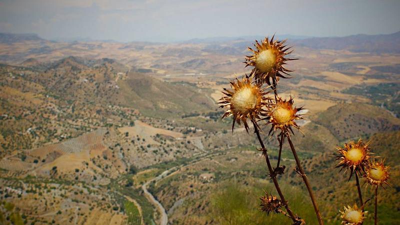 7 Proven Natural Remedies for Insomnia to Sleep Better Tonight