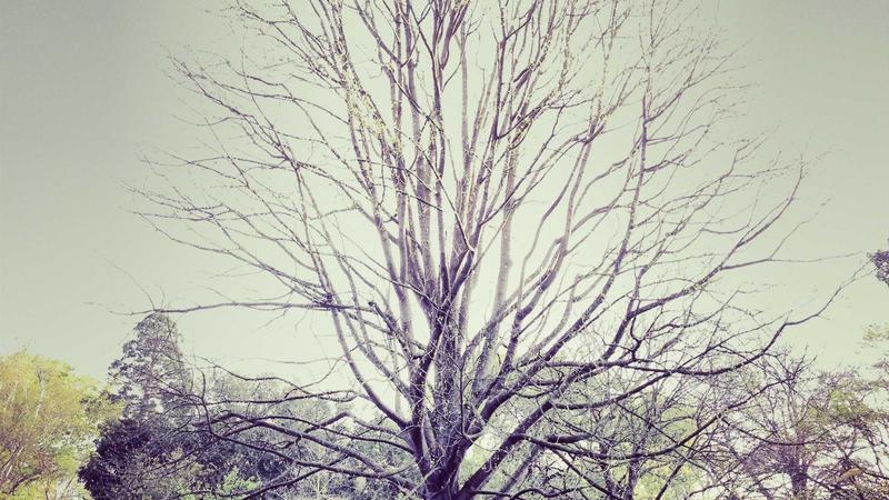 7 Essential Tips for Your Perfect Spring Garden Planting Schedule